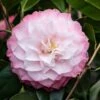 Camelia (Camellia Japonica 'Nuccio's Pearl') -Tuinplanten Winkel phbe06841