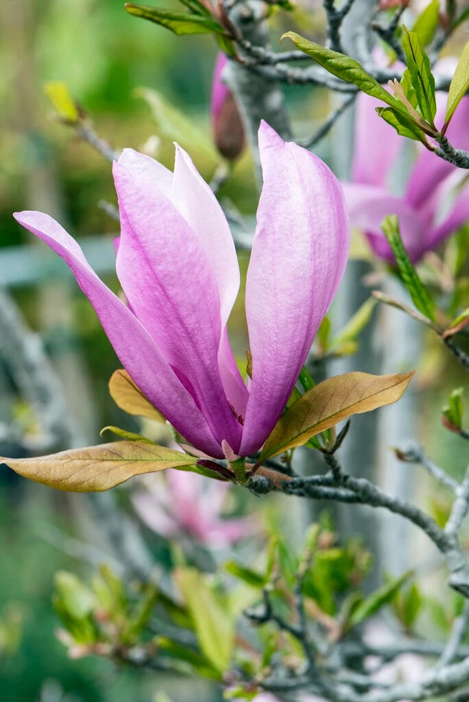 Meerstammige Beverboom (Magnolia 'Susan') 4 Meerstammige Beverboom (Magnolia 'Susan') - Afbeelding 2
