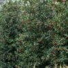 Amerikaanse Hulst (Ilex 'Nellie R Stevens') -Tuinplanten Winkel phbe08301