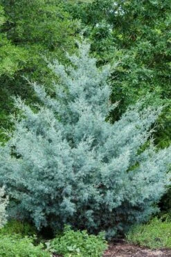 Cipres (Cupressus Arizonica 'Glauca')