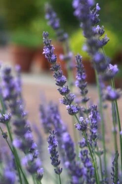 Lavendel (Lavandula Intermedia 'Phenomenal'') -Tuinplanten Winkel phenomenal lavender 02