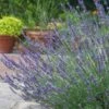 Lavendel (Lavandula Intermedia 'Phenomenal'') -Tuinplanten Winkel phenomenal lavender 04