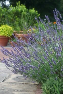 Lavendel (Lavandula Intermedia 'Phenomenal'')