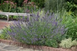 Lavendel (Lavandula Intermedia 'Phenomenal'') -Tuinplanten Winkel phenomenal lavender 11