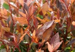 Glansmispel (Photinia Fraseri 'Chico') -Tuinplanten Winkel phfchic photinia chico close up foliage