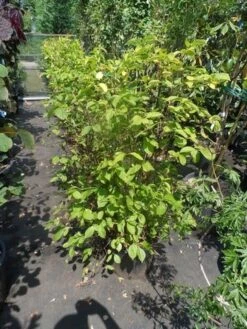 Boerenjasmijn (Philadelphus Coronarius 'Aureus') -Tuinplanten Winkel philadelphus coronarius aureus c20