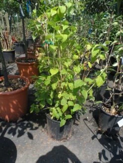 Boerenjasmijn (Philadelphus Coronarius) -Tuinplanten Winkel philadelphus coronarius c10