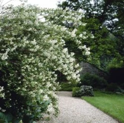 Boerenjasmijn (Philadelphus 'Lemoinei')