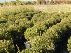 Steenlinde Als Bol (Phillyrea Angustifolia) 15 Steenlinde Als Bol (Phillyrea Angustifolia) -Tuinplanten Winkel phillyrea angustifolia 1