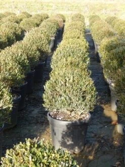 Steenlinde Als Bol (Phillyrea Angustifolia) 14 Steenlinde Als Bol (Phillyrea Angustifolia) -Tuinplanten Winkel phillyrea angustifolia 3