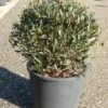 Steenlinde Als Bol (Phillyrea Angustifolia) -Tuinplanten Winkel phillyrea angustifolia bol 2