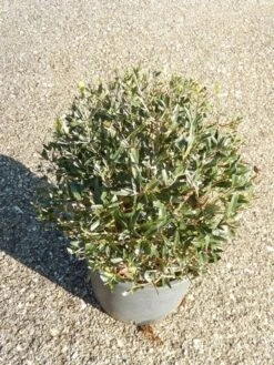 Steenlinde Als Bol (Phillyrea Angustifolia) 10 Steenlinde Als Bol (Phillyrea Angustifolia) -Tuinplanten Winkel phillyrea angustifolia bol 3