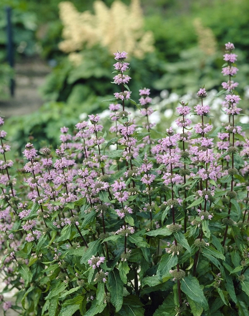 Brandkruid (Phlomis Tuberosa 'Amazone') 4 Brandkruid (Phlomis Tuberosa 'Amazone') - Afbeelding 2