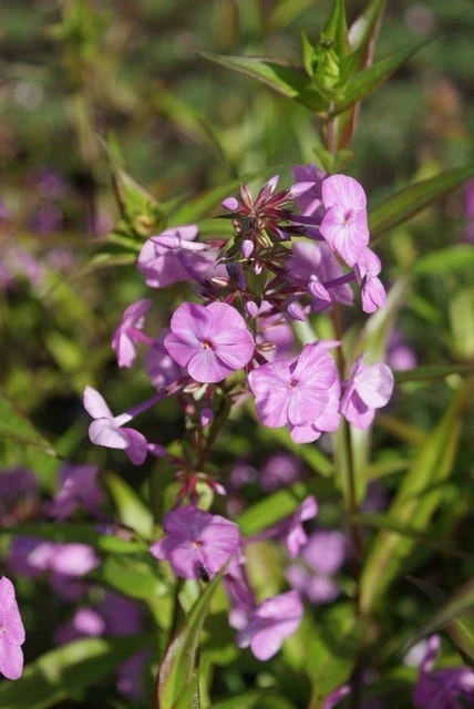 Vlambloem (Phlox Maculata 'Alpha') 7 Vlambloem (Phlox Maculata 'Alpha') - Afbeelding 5