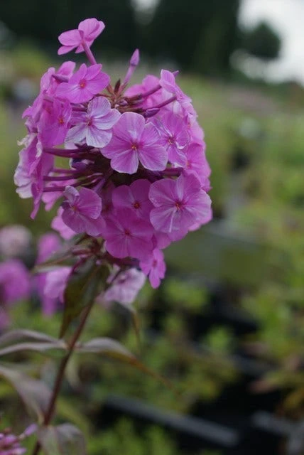 Vlambloem (Phlox Maculata 'Alpha') 8 Vlambloem (Phlox Maculata 'Alpha') - Afbeelding 6