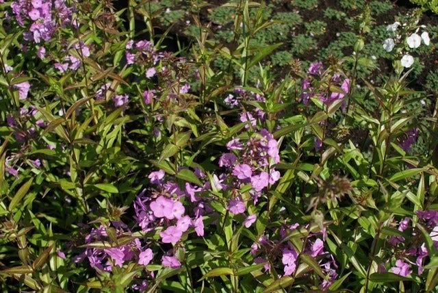 Vlambloem (Phlox Maculata 'Alpha') 9 Vlambloem (Phlox Maculata 'Alpha') - Afbeelding 7
