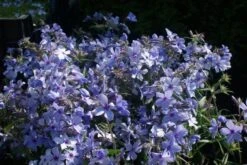 Vlambloem (Phlox Divaricata 'Chattahoochee') -Tuinplanten Winkel phlox divaricata chattahoochee 2
