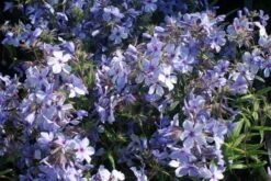 Vlambloem (Phlox Divaricata 'Chattahoochee') -Tuinplanten Winkel phlox divaricata chattahoochee 3