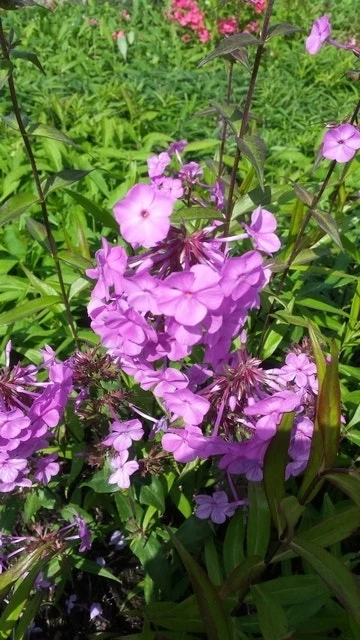 Vlambloem (Phlox Maculata 'Alpha') 12 Vlambloem (Phlox Maculata 'Alpha') - Afbeelding 10