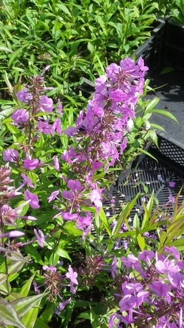 Vlambloem (Phlox Maculata 'Alpha') 11 Vlambloem (Phlox Maculata 'Alpha') - Afbeelding 9