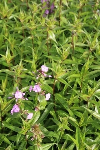 Vlambloem (Phlox Maculata 'Alpha') 15 Vlambloem (Phlox Maculata 'Alpha') - Afbeelding 13