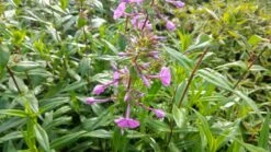 Vlambloem (Phlox Maculata 'Alpha') 22 Vlambloem (Phlox Maculata 'Alpha') -Tuinplanten Winkel phlox m alpha 2