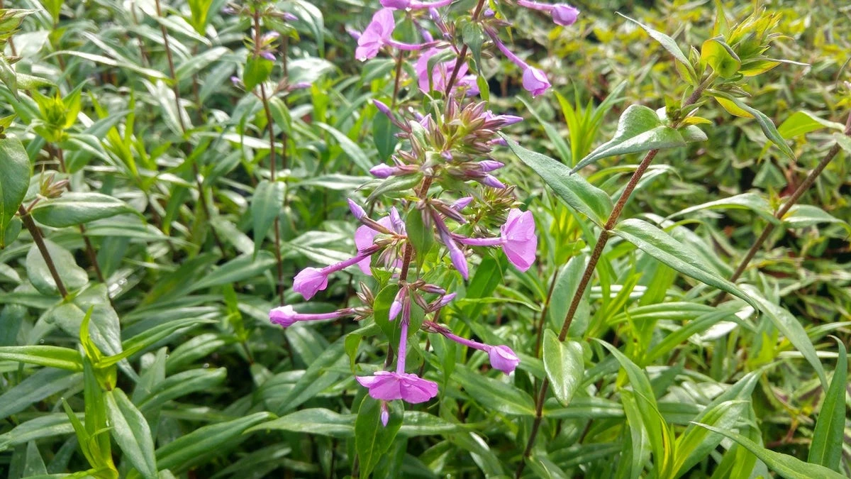 Vlambloem (Phlox Maculata 'Alpha') 10 Vlambloem (Phlox Maculata 'Alpha') - Afbeelding 8