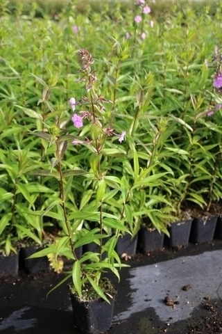 Vlambloem (Phlox Maculata 'Alpha') 13 Vlambloem (Phlox Maculata 'Alpha') - Afbeelding 11