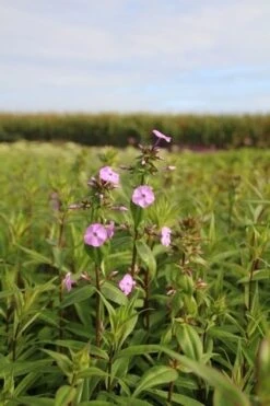 Vlambloem (Phlox Maculata 'Alpha') 26 Vlambloem (Phlox Maculata 'Alpha') -Tuinplanten Winkel phlox m alpha 3