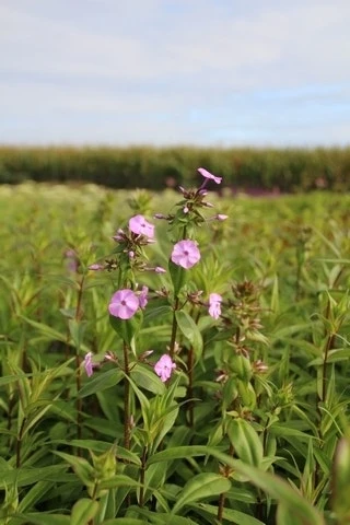 Vlambloem (Phlox Maculata 'Alpha') 14 Vlambloem (Phlox Maculata 'Alpha') - Afbeelding 12
