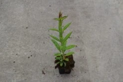 Vlambloem (Phlox Paniculata 'Amethyst') -Tuinplanten Winkel phlox p europa 5