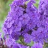 Vlambloem (Phlox Paniculata 'Amethyst') -Tuinplanten Winkel phlox paniculata amethyst