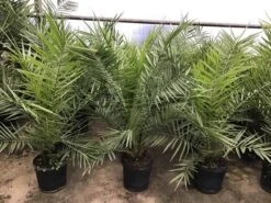 Canarische Dadelpalm (Phoenix Canariensis) -Tuinplanten Winkel phoenix80