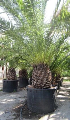 Canarische Dadelpalm (Phoenix Canariensis) -Tuinplanten Winkel phoenix canariensi