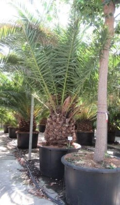 Canarische Dadelpalm (Phoenix Canariensis) -Tuinplanten Winkel phoenix canariensi 2