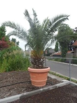 Canarische Dadelpalm (Phoenix Canariensis) -Tuinplanten Winkel phoenix canariensis 250 300 c500 solitair