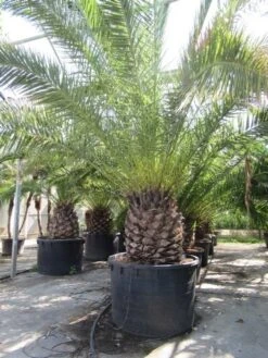 Canarische Dadelpalm (Phoenix Canariensis) -Tuinplanten Winkel phoenix canariensis 2