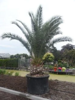 Canarische Dadelpalm (Phoenix Canariensis) -Tuinplanten Winkel phoenix canariensis 350 400 c1000 solitair