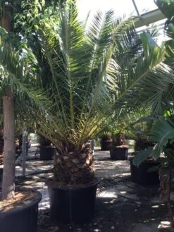 Canarische Dadelpalm (Phoenix Canariensis) -Tuinplanten Winkel phoenix canariensis 350400cm