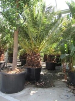 Canarische Dadelpalm (Phoenix Canariensis) -Tuinplanten Winkel phoenix canariensis 3