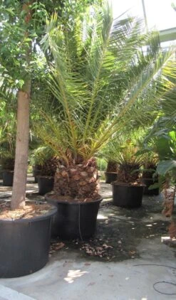 Canarische Dadelpalm (Phoenix Canariensis) -Tuinplanten Winkel phoenix canariensis 4
