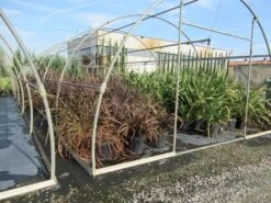 Nieuw Zeelands Vlas (Phormium Tenax 'Purpureum') 14 Nieuw Zeelands Vlas (Phormium Tenax 'Purpureum') -Tuinplanten Winkel phormium 1