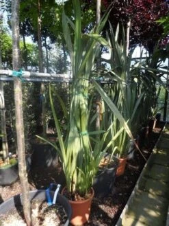 Nieuw Zeelands Vlas (Phormium Tenax) -Tuinplanten Winkel phormium tenax 150 175 c25