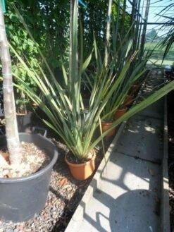 Nieuw Zeelands Vlas (Phormium Tenax) -Tuinplanten Winkel phormium tenax c7