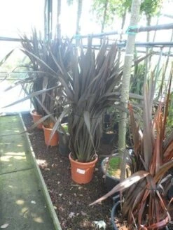 Nieuw Zeelands Vlas (Phormium Tenax 'Purpureum') 13 Nieuw Zeelands Vlas (Phormium Tenax 'Purpureum') -Tuinplanten Winkel phormium tenax purpureum 100 125 c25