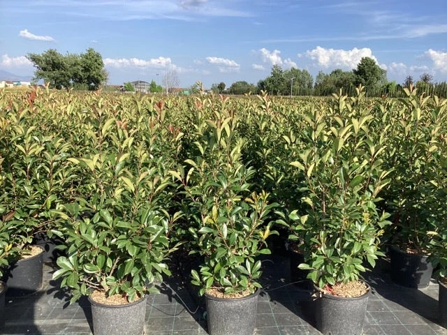 Glansmispel (Photinia Fraseri 'Red Robin') 80/100cm C10: Nu Extra Voordelig! 4 Glansmispel (Photinia Fraseri 'Red Robin') 80/100cm C10: Nu Extra Voordelig! - Afbeelding 2