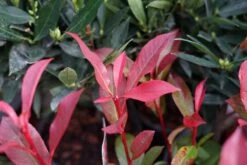 Glansmispel Op Stam (Photinia Fraseri 'Carré Rouge') -Tuinplanten Winkel photinia fraseri carrerouge lm01 2