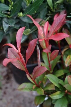 Glansmispel (Photinia Fraseri 'Carré Rouge') -Tuinplanten Winkel photinia fraseri carrerouge lm02