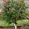 Glansmispel Op Stam (Photinia Fraseri 'Red Robin') -Tuinplanten Winkel photinia redrobin stam lm01