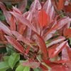 Glansmispel (Photinia Fraseri 'Red Robin') 80/100cm C10: Nu Extra Voordelig! -Tuinplanten Winkel photinia rood blad dp01